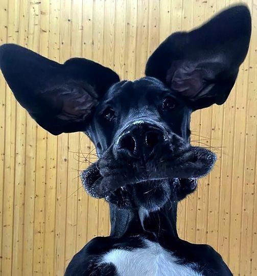 Black Great Dane dog with large ears looking at camera, white chest marking, light wood paneled background