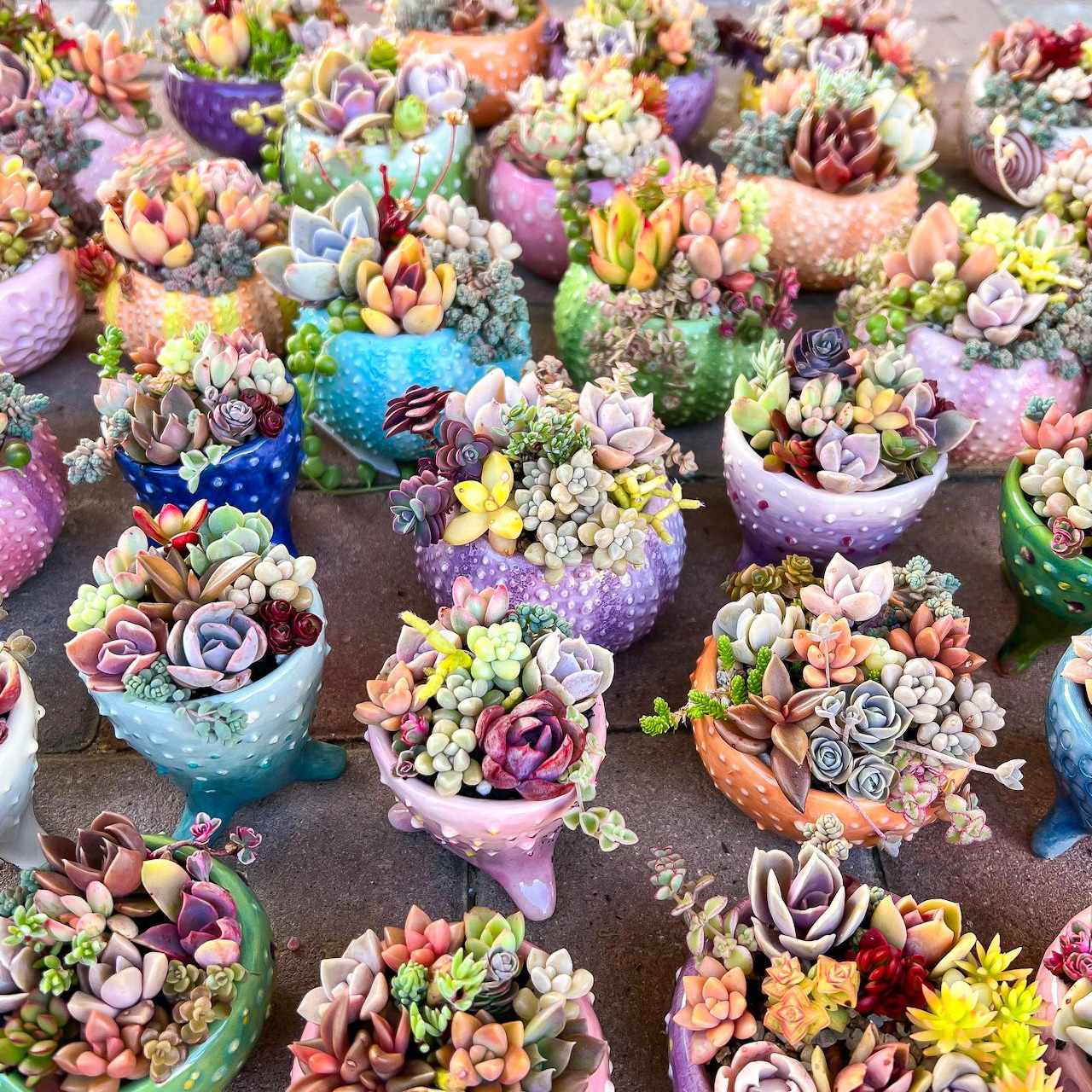 Charming Succulents