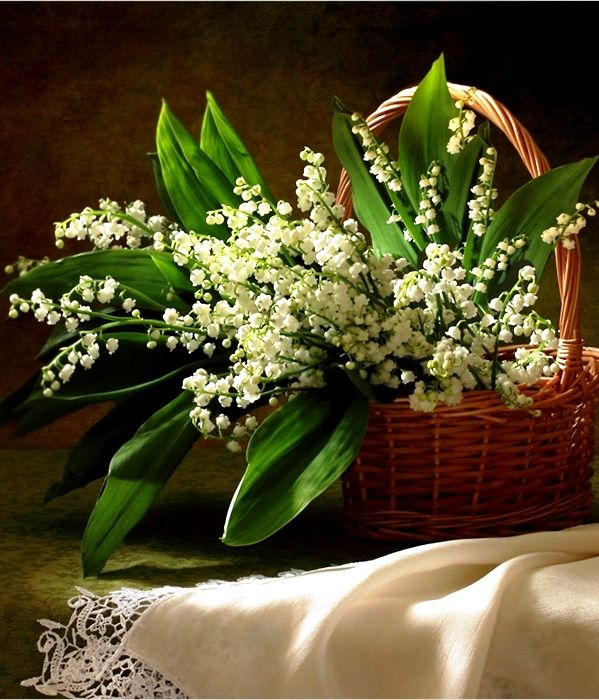 Basket of lily of the valley flowers on white fabric against a dark background