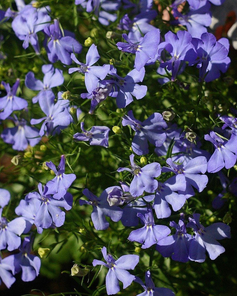 Purple Lobelia Flowers