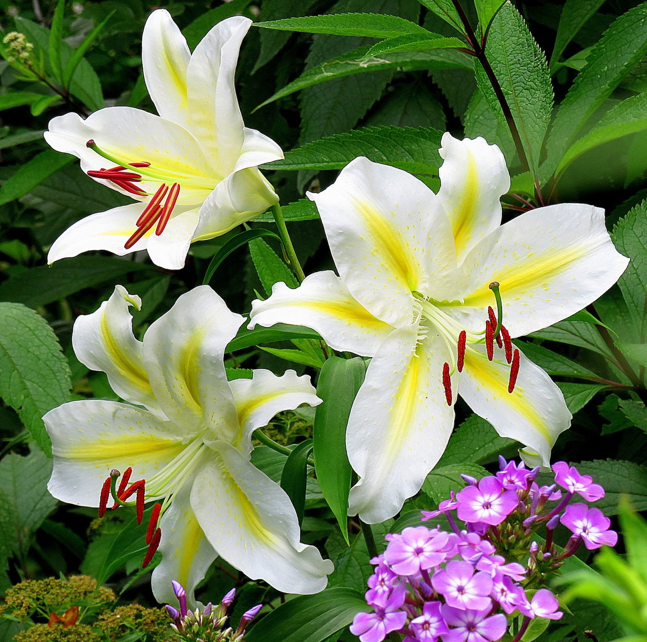 White Lilies Garden