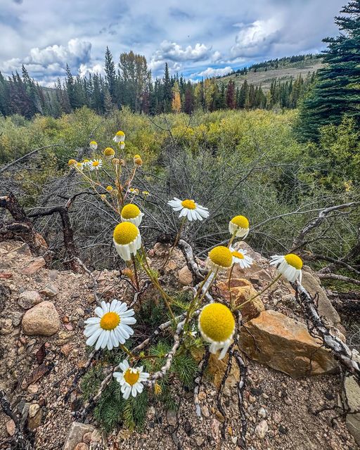 False chamomile wildflowers with white petals and yellow centers on a hillside with forested mountains behind