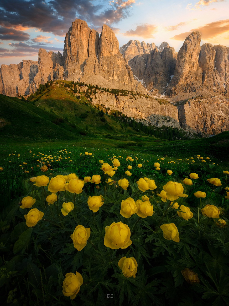Yellow wildflowers in alpine meadow with towering Dolomite rock formations at sunset
