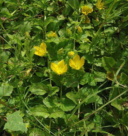 Close-up of small yellow lysimachia flowers among dense green leaves and grass