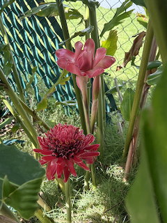 Two torch ginger flowers, one pink and one deep red, growing among tropical green foliage