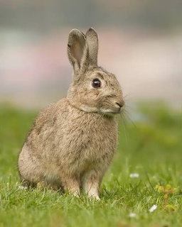 Wild Rabbit on Green Grass
