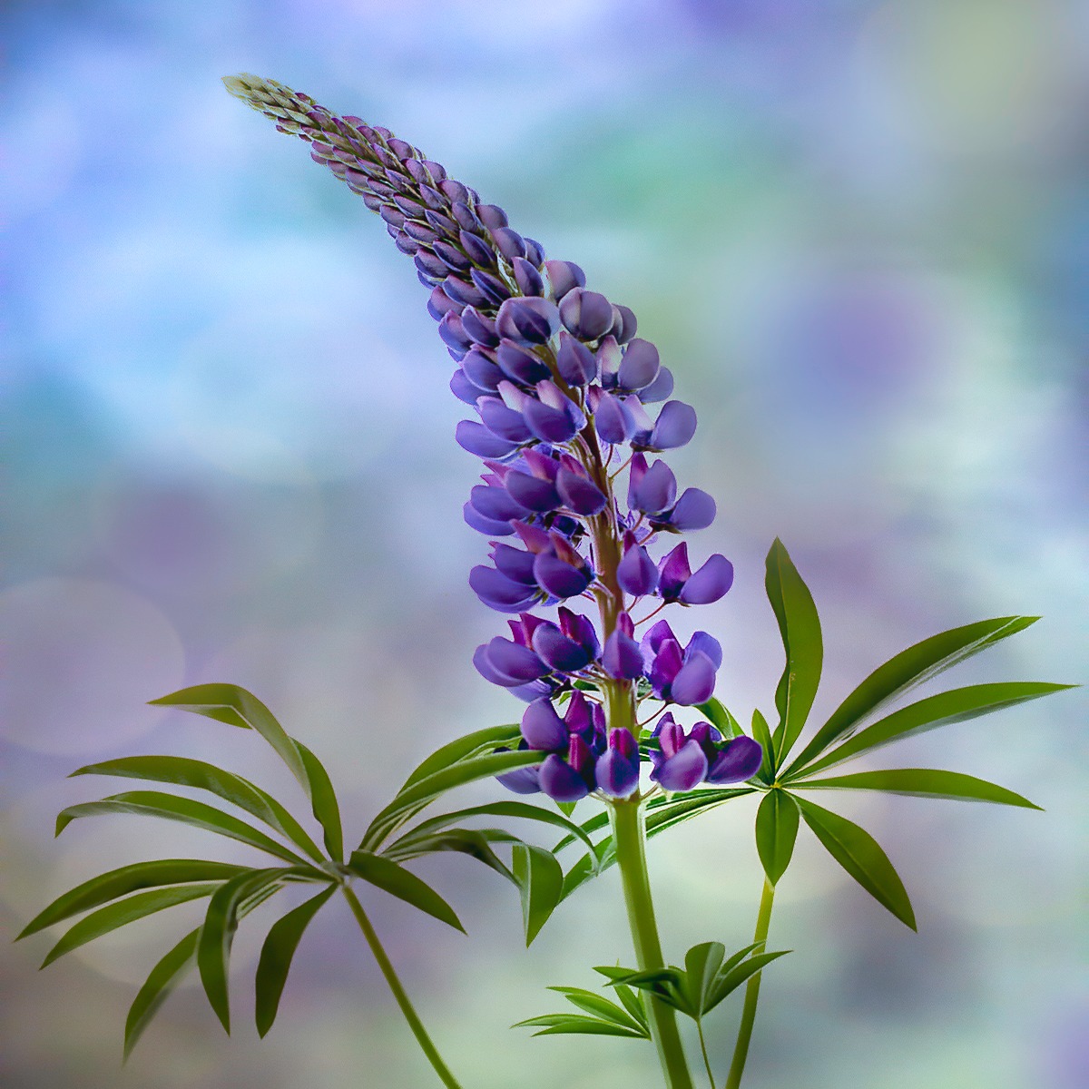 Close-up of a purple lupin flower with green leaves on a blurred colorful background