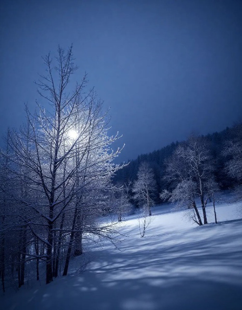 Snowy winter landscape with frost-covered trees and quiet scenery