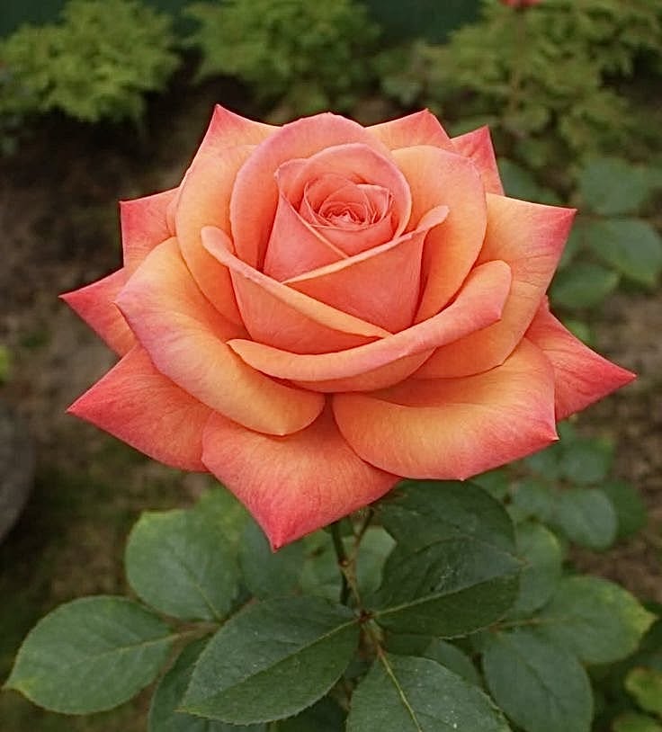 Close-up of a peach-pink rose flower with green leaves in a garden
