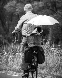 Person on bicycle with small dog in rear wicker basket, black and white photo