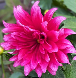 Close-up of a bright pink dahlia flower with layered petals and green leaves