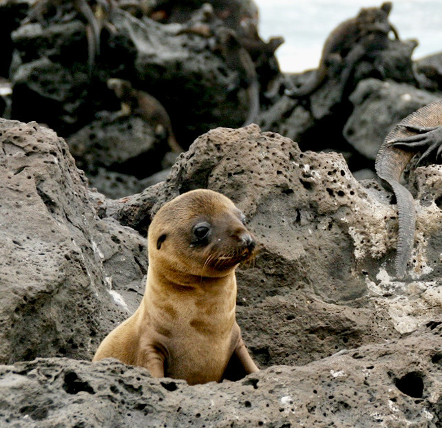 Baby sea lion sitting among rough gray rocks