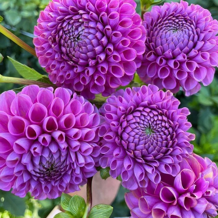 Cluster of bright purple dahlia flowers with rounded petals and green leaves