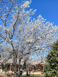 Large white flowering blossom tree in front of a brick house against a clear blue sky