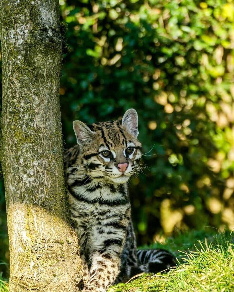Young ocelot cub sitting next to a tree trunk with green foliage in the background