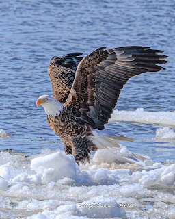 Bald Eagle onIcy River