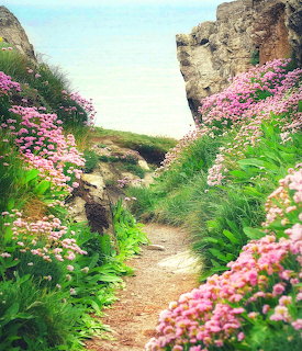 Wildflowers on Rocky Path