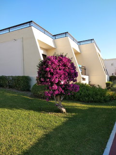 Large pink bougainvillea tree bloming in front of a white hotel building with green lawn