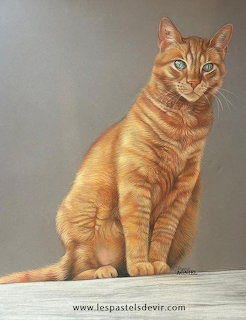 Orange Taby Cat Portrait