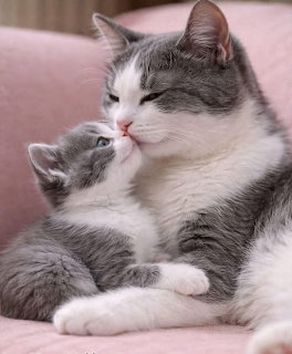 Gray and white cat cuddling with a small kitten on a pink surface