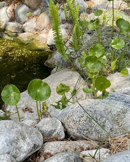 Round green pennywort leaves growing between large rocks next to a garden pond with ferns