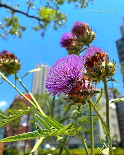Cardoon Flower Urban Garden