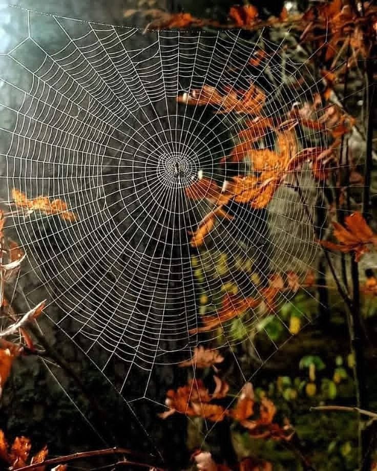 Intricate spider web covered in dew droplets surrounded by colorful fall leaves