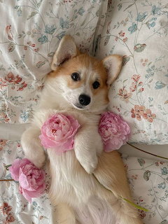 Corgi with Roses