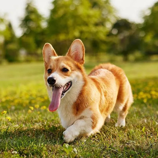 Welsh Corgi Pembroke dog standing on grass with tongue out in sunny outdoor setting