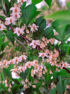 Pink Snowbell Blossoms