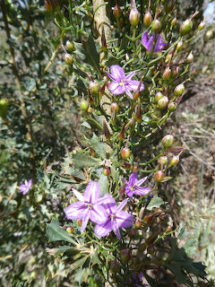 Australian Native Purple Flowers