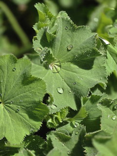 Close-up of water droplets on green lady's mantle leaves with scalloped edges