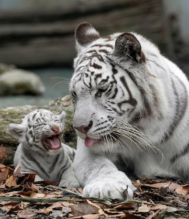 White Tiger and Cub