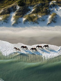 Aerial view of horses running along the shoreline on a sandy beach