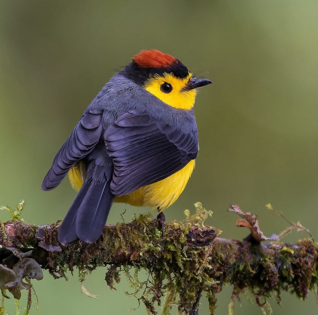 Slate-throated redstart bird with gray and yellow plumage perched on moss-covered branch