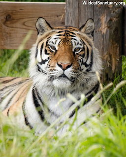 Tiger Elizabeth Portrait