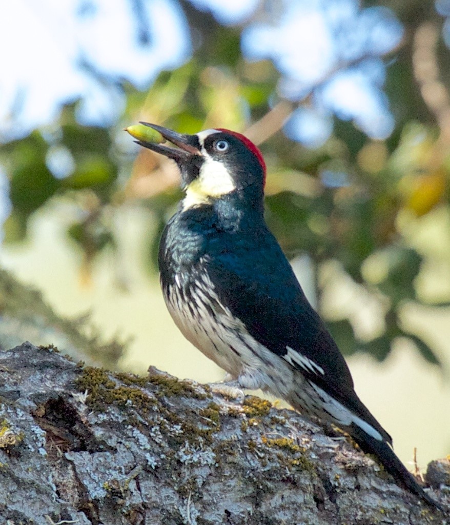 Woodpecker with red crown perched on a rough tree branch