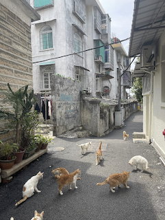 Five cats in a narrow alley between old buildings with potted plants on Gulangyu Island