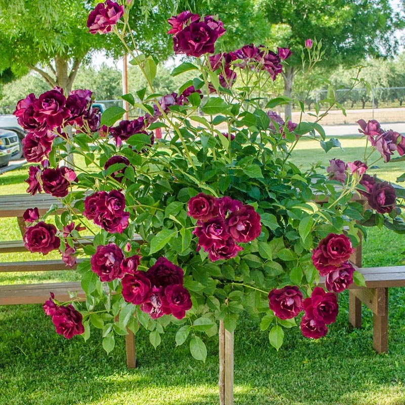 Small tree blooming with deep magenta roses on a grassy lawn in a park-like setting