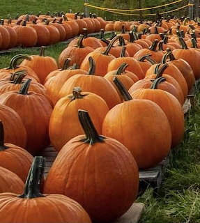 Many orange pumpkins with green stems lined up in rows in an outdoor pumpkin patch