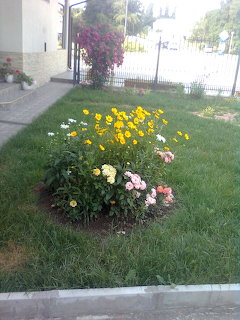 Flower bed with yellow and pink flowers in green grass near sidewalk