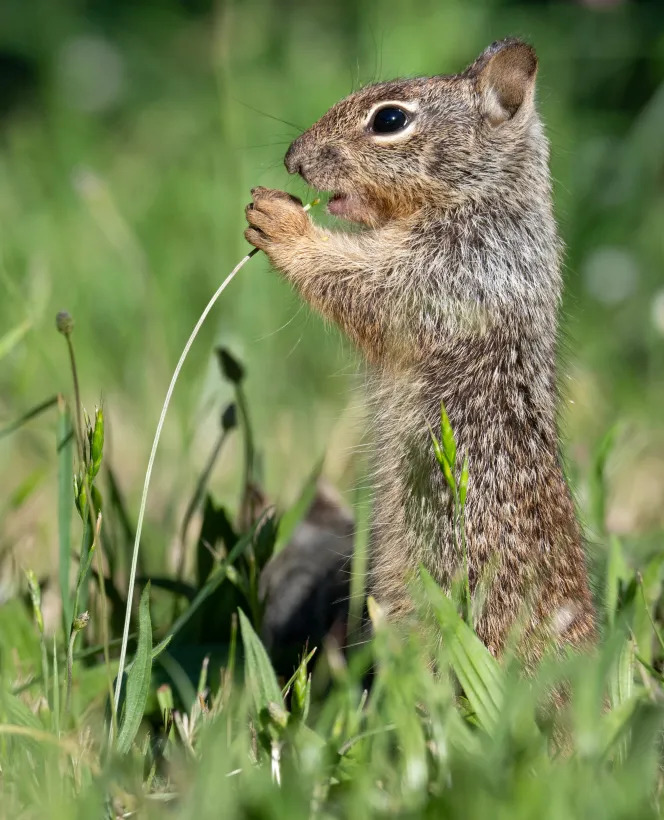 California ground squirrel standing upright in green grass holding a thin stem
