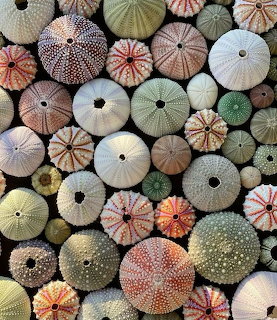Assorted sea urchin shells in various colors showing detailed natural patterns and circular shapes with center holes