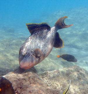 Yellowmargin Trigerfish Underwater