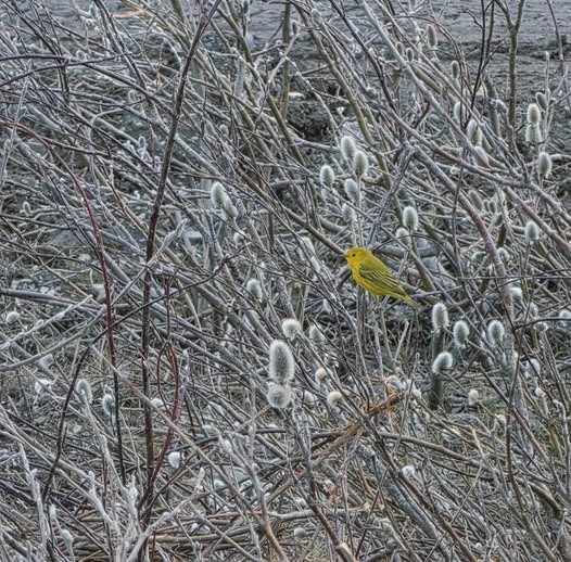 Yellow warbler perched in dense willow branches with fuzzy catkins