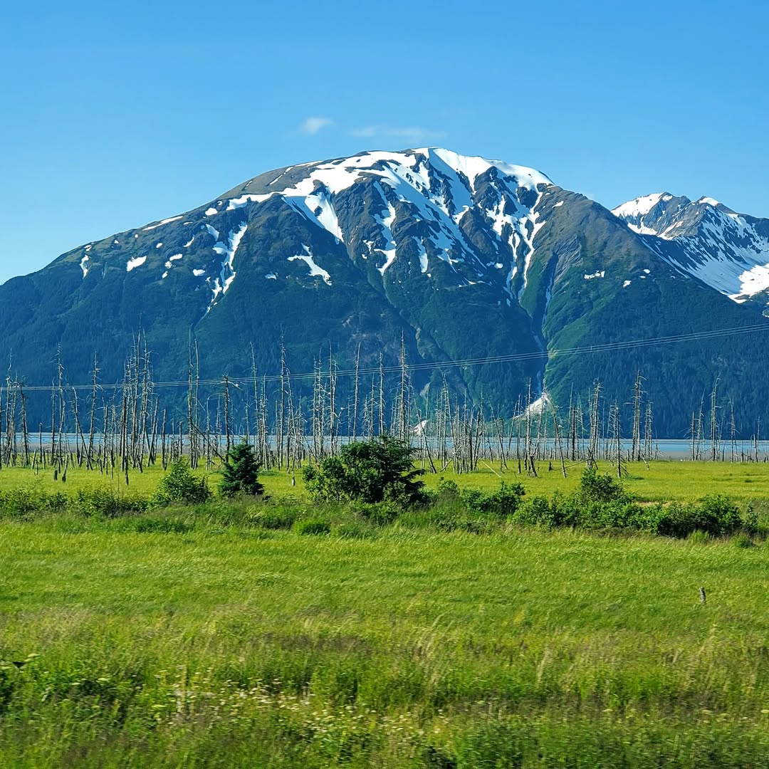 Snow-capped mountain peak above green meadow with scattered evergreen trees under blue sky