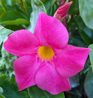 Bright pink dipladenia flower with yellow throat and green leaves in background