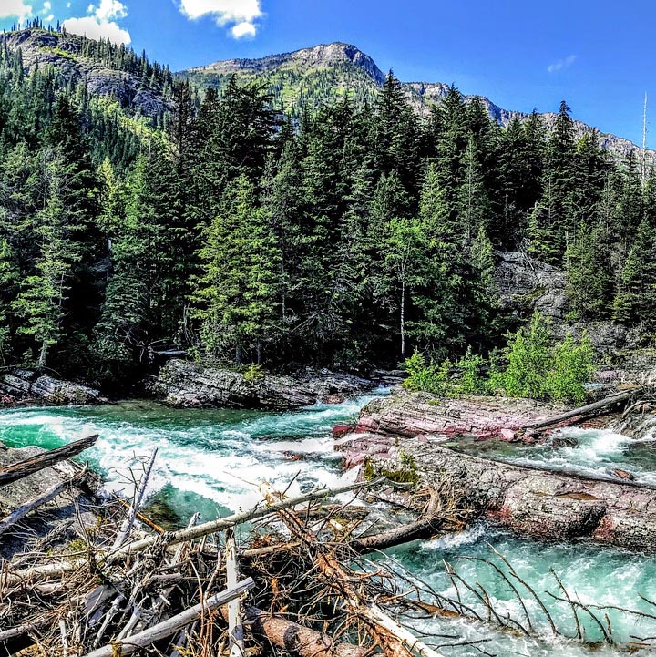 Turquoise river rapids with fallen logs, pine forest, and a rocky mountain under blue sky