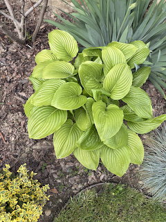 Top view of a green hosta plant in a garden bed surrounded by mulch and ornamental grasses.
