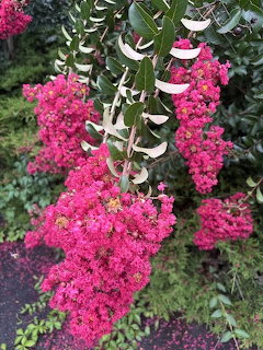 Clusters of bright pink crepe myrtle flowers with green leaves and white seed pods